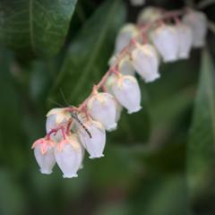 Chironomus yoshimatsui