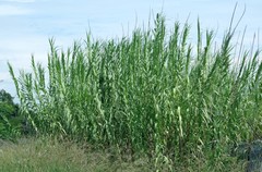 Arundo donax