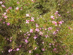 Boronia rivularis