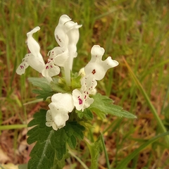 Lamium bifidum