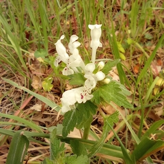 Lamium bifidum
