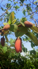 Annona macroprophyllata, photograph (c) Daniel Pineda Vera, some rights reserved (CC BY)