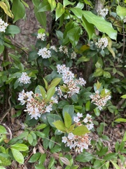 Rhaphiolepis indica