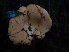 Lactifluus clarkeae