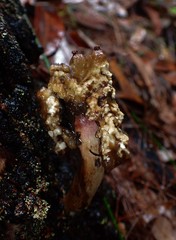 Boletellus deceptivus