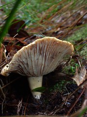 Lactifluus clarkeae