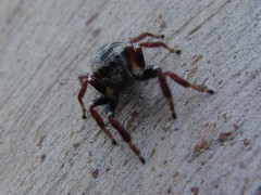 Zenodorus metallescens