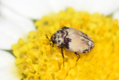 Anthrenus isabellinus