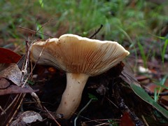 Lactifluus clarkeae