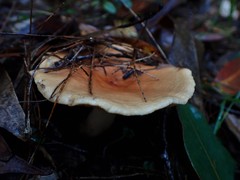 Lactifluus clarkeae