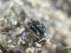Pseudovelia esakii