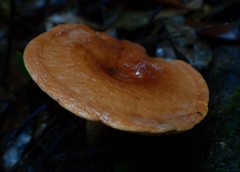 Lactifluus clarkeae