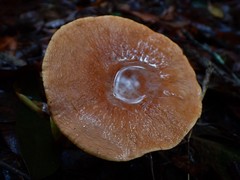 Lactifluus clarkeae