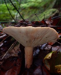 Lactifluus clarkeae
