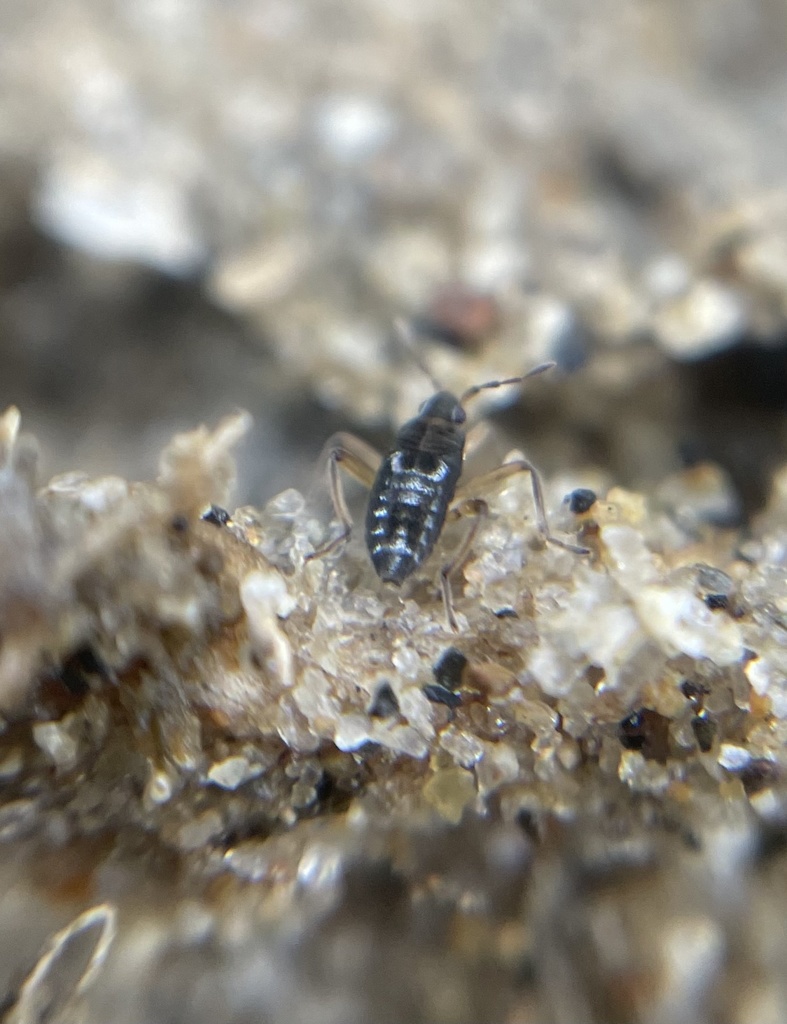 Pseudovelia in March 2022 by eggseries · iNaturalist