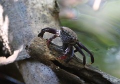 Episesarma chentongense