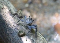 Episesarma chentongense