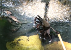 Episesarma chentongense