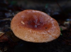 Lactifluus clarkeae