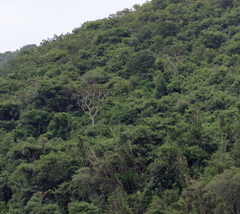 Aloidendron barberae