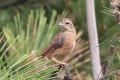 Emberiza cioides
