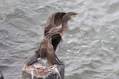Phalacrocorax carbo