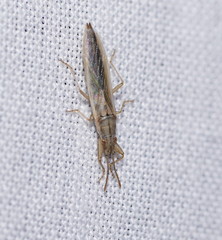 Stenophyella macreta