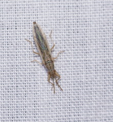 Stenophyella macreta