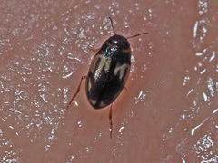 Hydroglyphus geminus