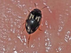 Hydroglyphus geminus