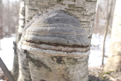 Fomes fomentarius