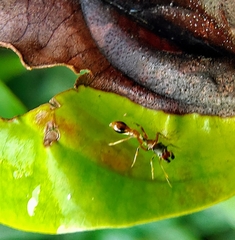Myrmarachne melanocephala