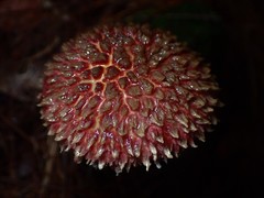 Boletellus deceptivus