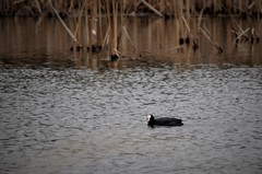 Fulica atra