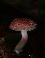 Boletellus deceptivus