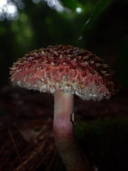 Boletellus deceptivus