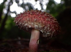 Boletellus deceptivus