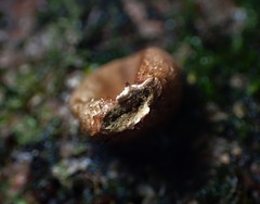 Lycoperdon subincarnatum