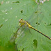 River Clubtail - Photo (c) Paul Cools, some rights reserved (CC BY-NC), uploaded by Paul Cools