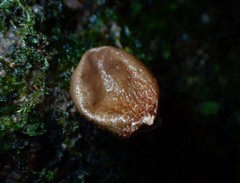 Lycoperdon subincarnatum