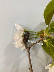 Yezoterpnosia obscura