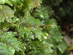 Hypnodendron arcuatum