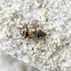 Bembidion flohri