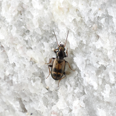Bembidion flohri
