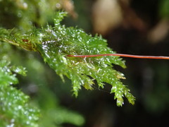 Hypnodendron arcuatum