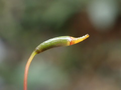 Hypnodendron arcuatum