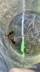 Pheropsophus jessoensis