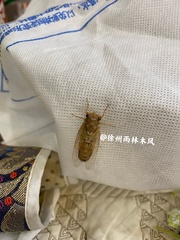 Yezoterpnosia obscura