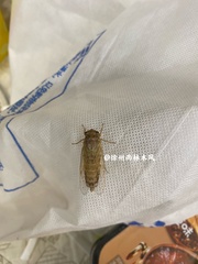 Yezoterpnosia obscura
