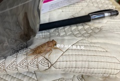 Yezoterpnosia obscura